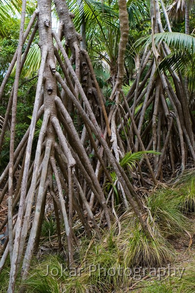 Lord Howe Island_20061210_003.jpg